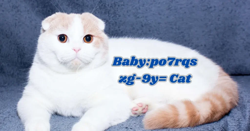 Baby:po7rqszg-9y= Cat – Step by Step Guide – Newztalkies.com babypo7rqszg-9y= cat