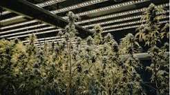 7 Cannabis Business SOPs Minnesota Operators Are Using to Pass State Inspections in 2025